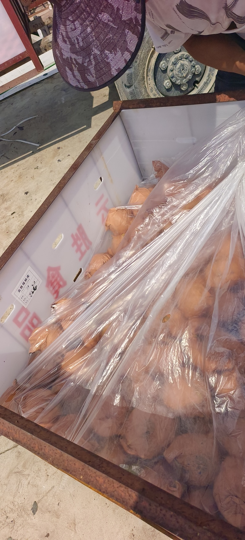 莱西秋月梨