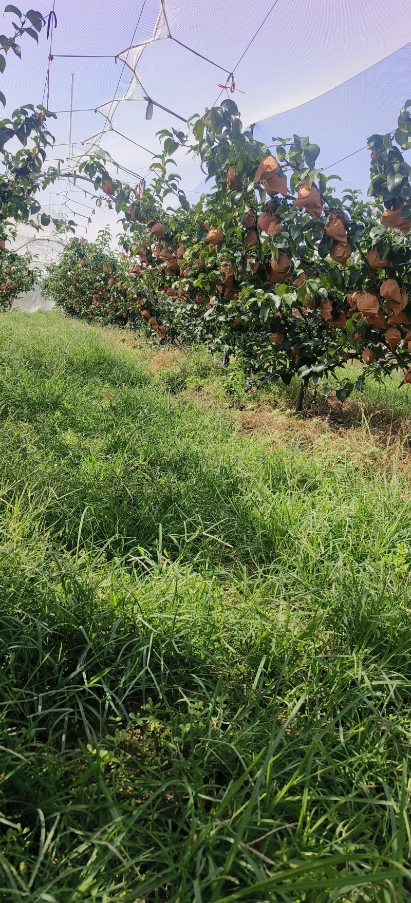 莱西秋月梨