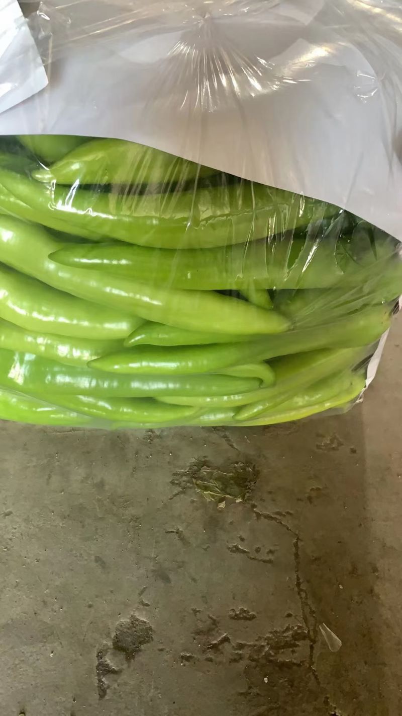 螺丝椒薄皮皱皮辣椒中辣东北暖棚菜批发包邮包装车视频看货