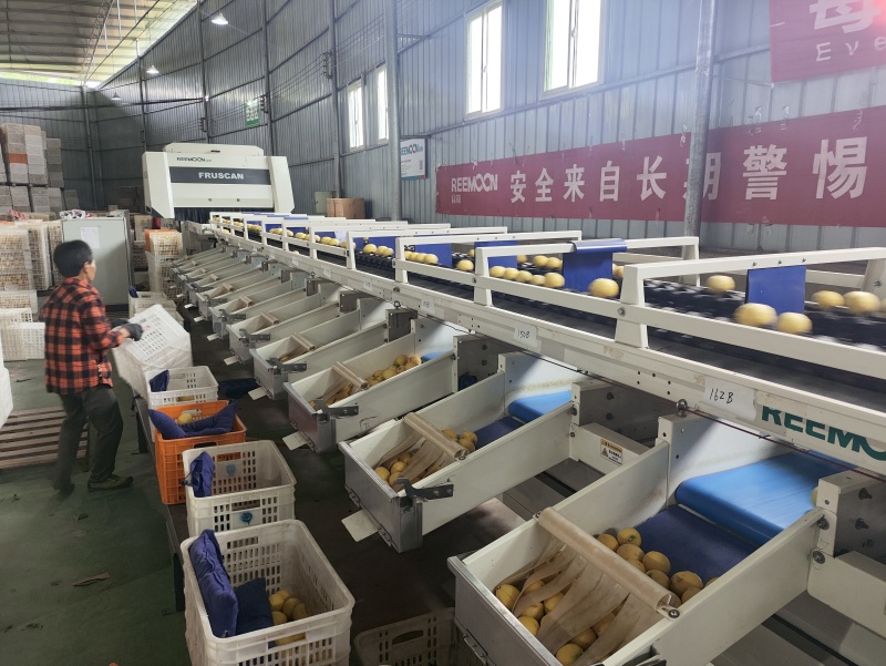 安岳柠檬，尤力克柠檬，产地直发，一手供应，货源稳定