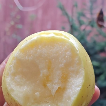 维纳斯黄金苹，色泽金黄，甜蜜浓度超标