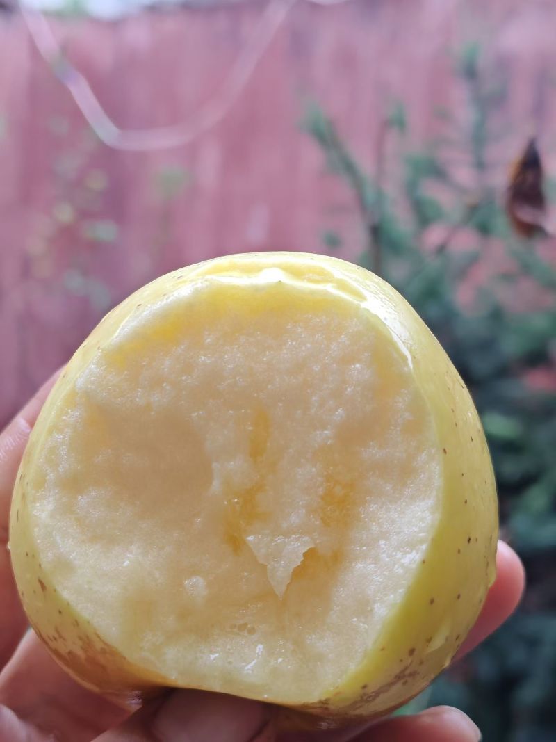 维纳斯黄金苹，色泽金黄，甜蜜浓度超标