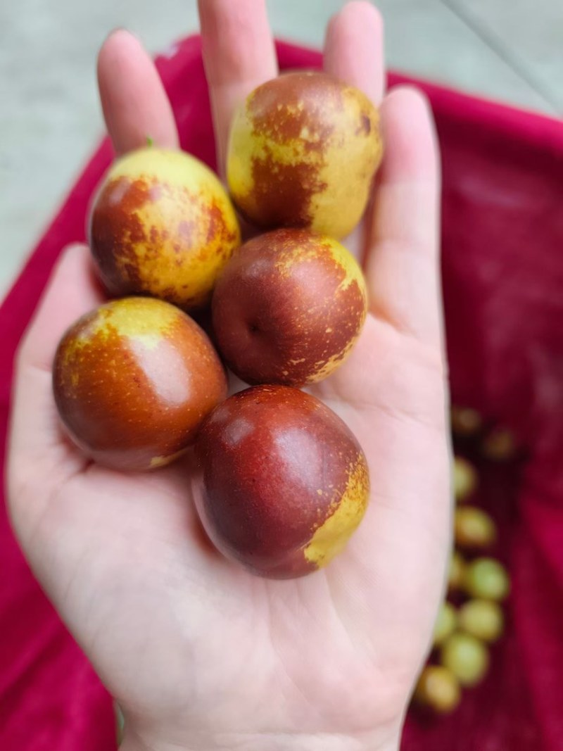 沾化冬枣