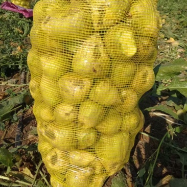 芥菜疙瘩