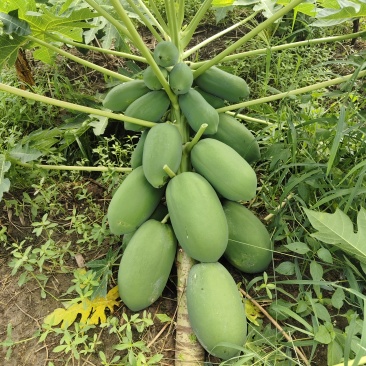 青木瓜