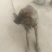 狗