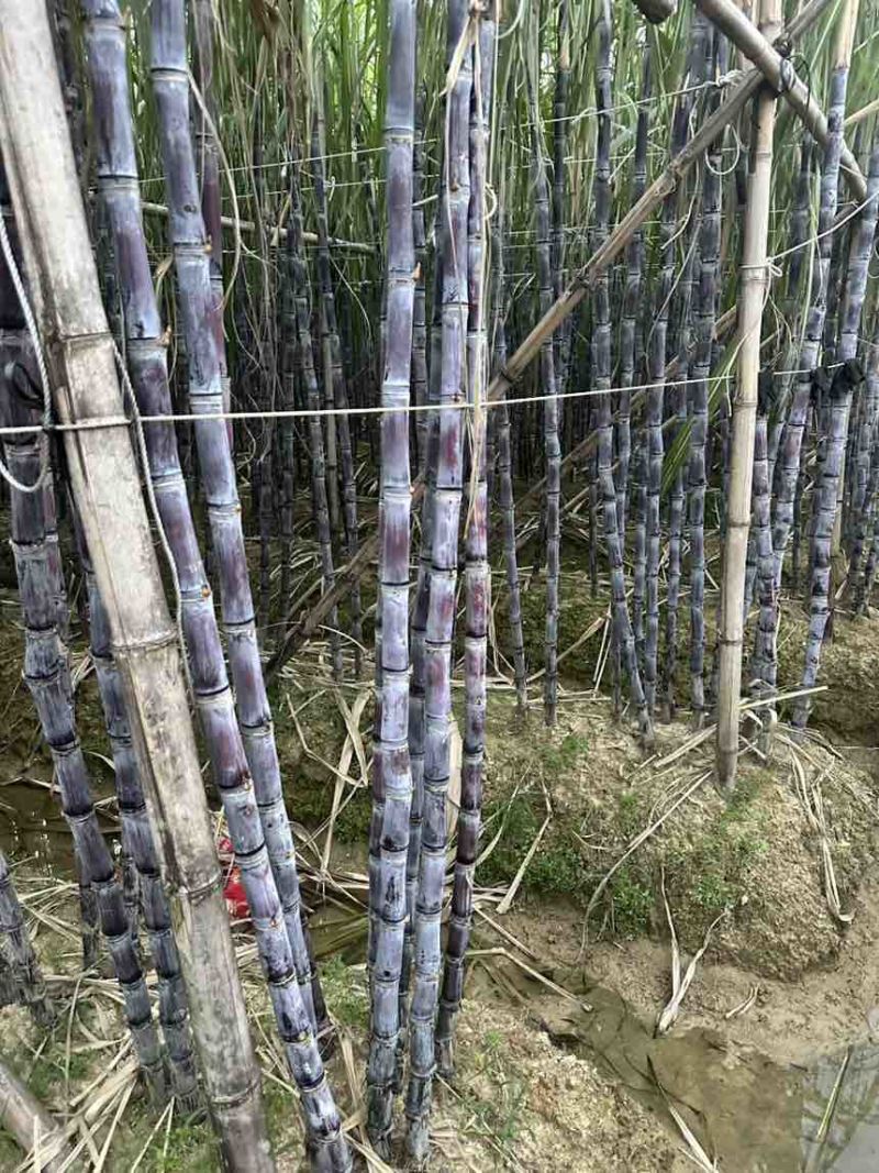 广西黑皮甘蔗节长粗壮