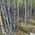 广西黑皮甘蔗节长粗壮