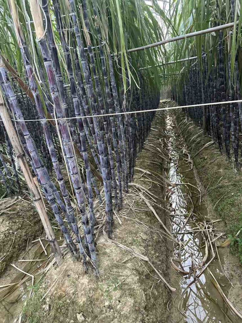 广西黑皮甘蔗节长粗壮
