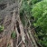 松树和榕树
