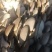 蘑菇