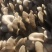 蘑菇