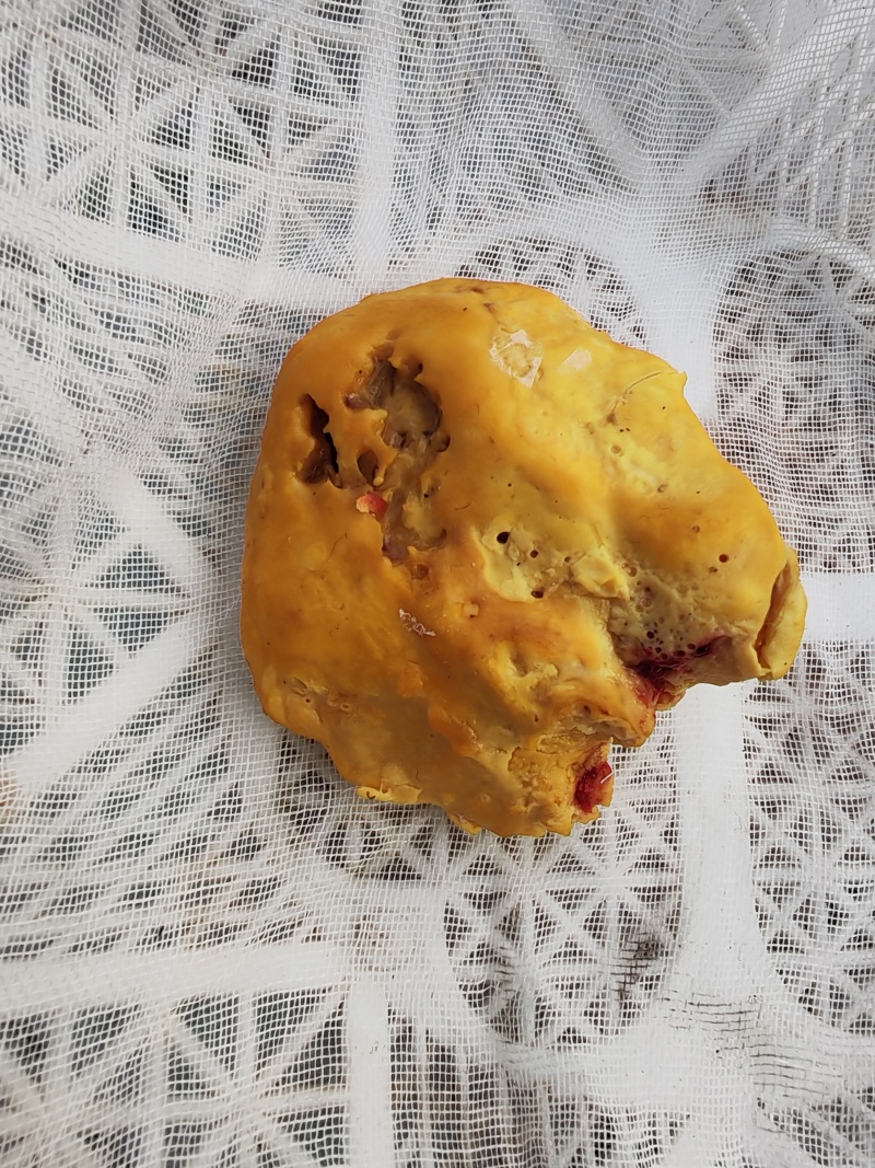 鸡黄，鸡宝