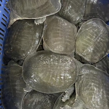 甲鱼