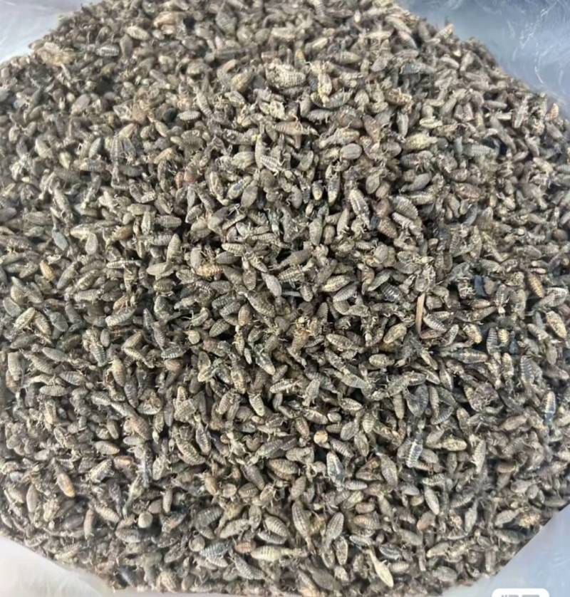 金沙牛，地牯牛