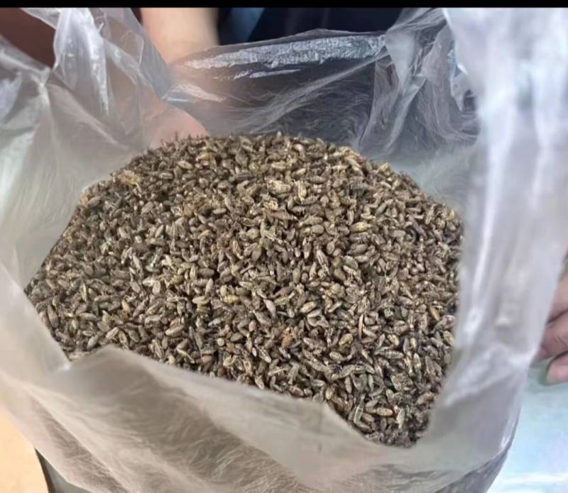 金沙牛，地牯牛