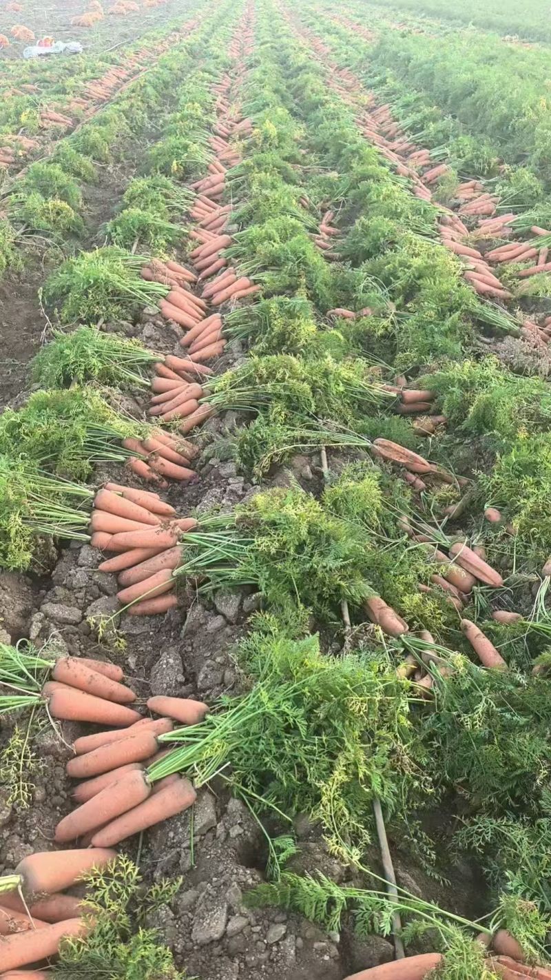 胡萝卜🥕