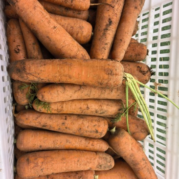 胡萝卜🥕