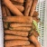 胡萝卜🥕