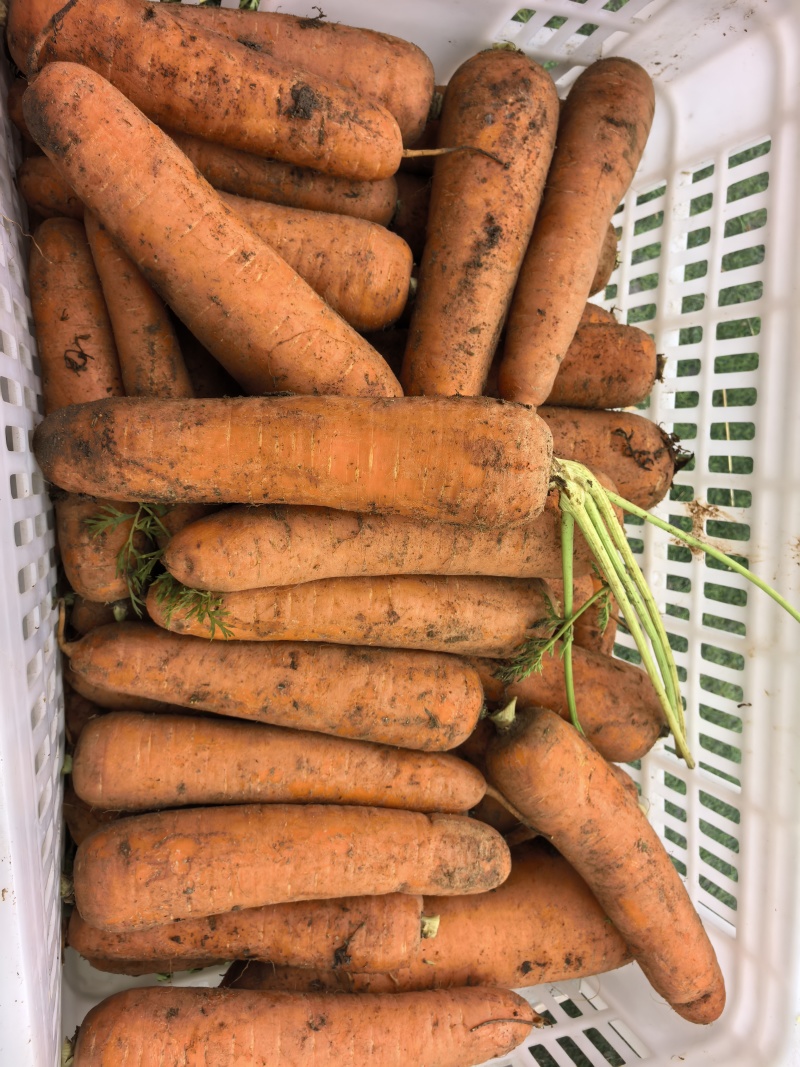 胡萝卜🥕