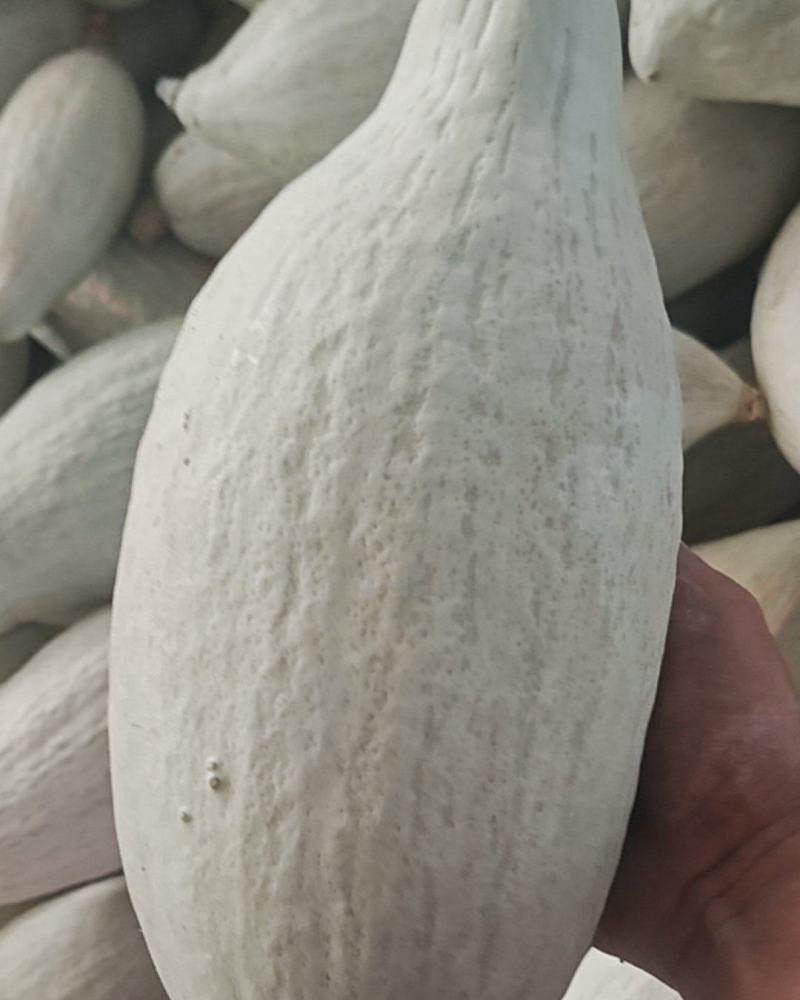 贵族南瓜（丑瓜）