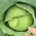 盐城包菜京丰一号