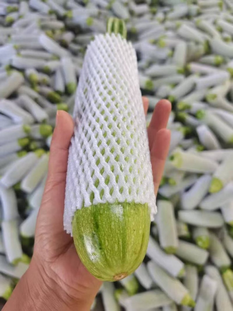 西葫芦产地直发，质量上乘，欢迎致电咨询
