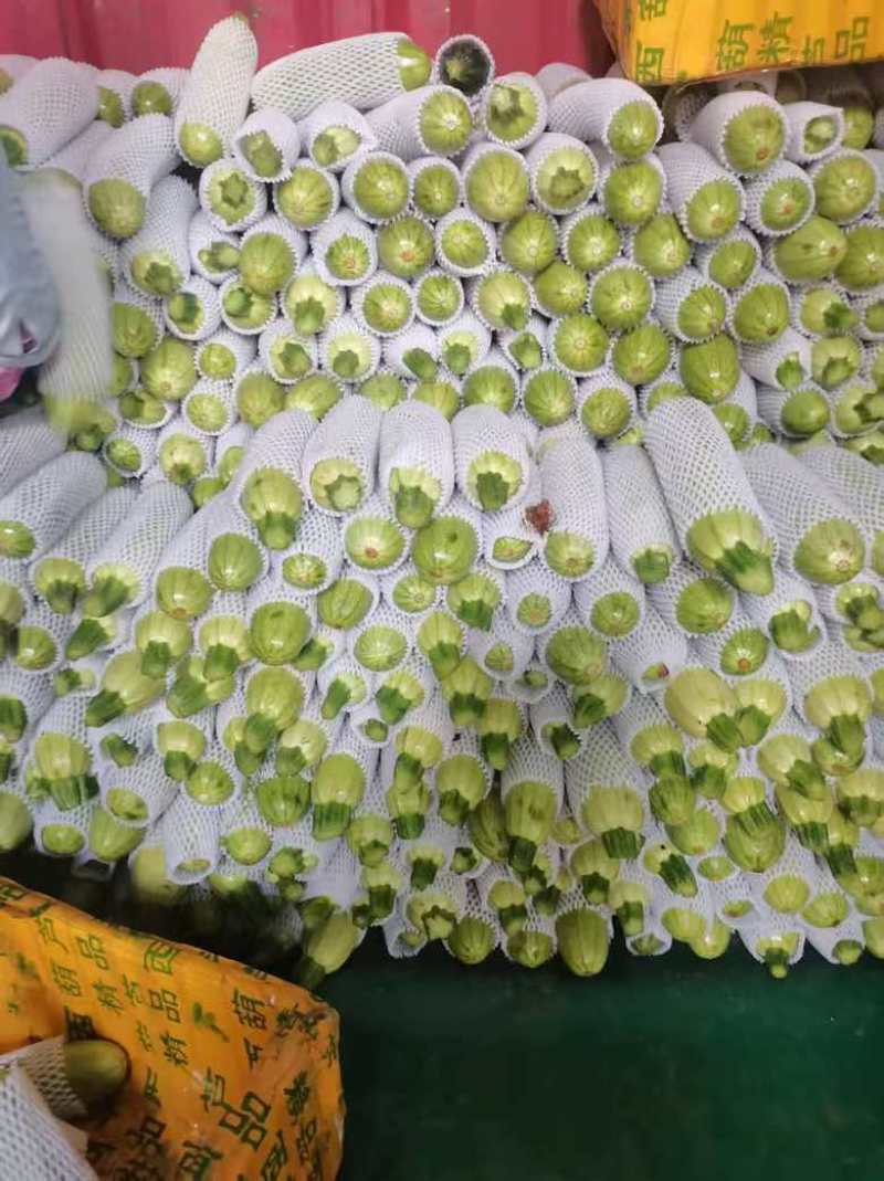 西葫芦产地直发，质量上乘，欢迎致电咨询