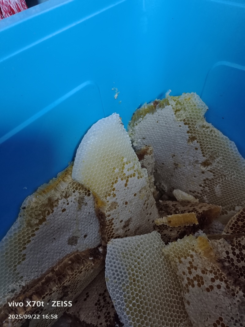 正宗的土蜂蜜