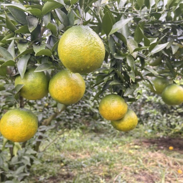 耙耙柑