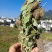 狸尾草大量现货供应