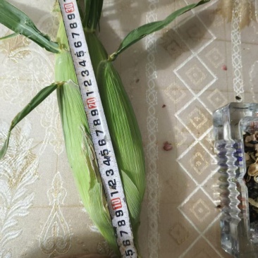 甘肃水果玉米