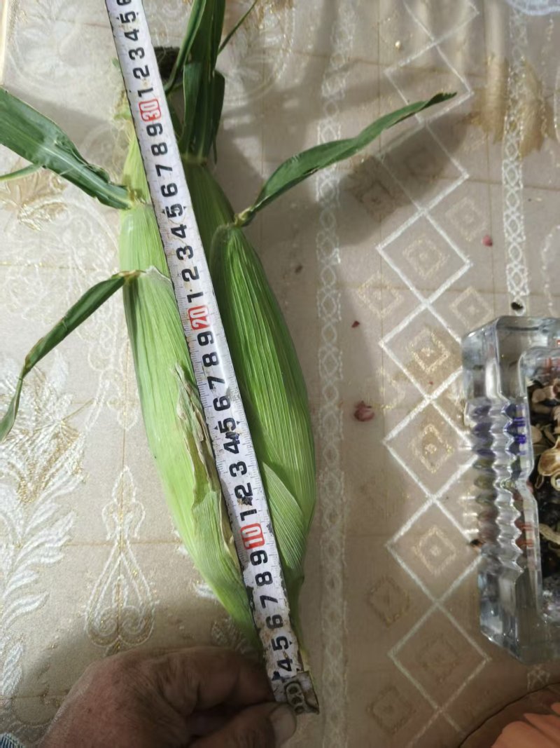 甘肃水果玉米