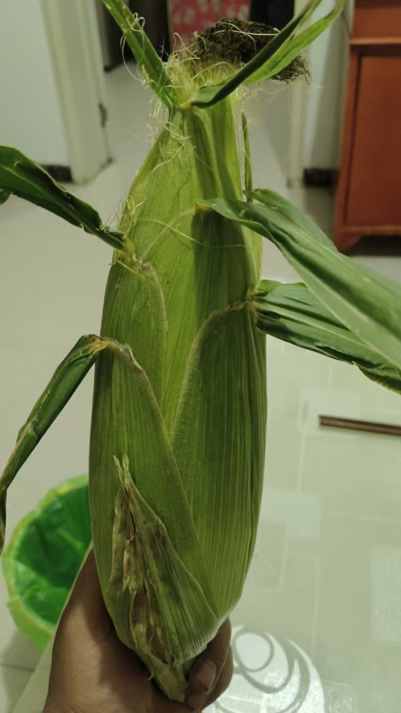 甘肃水果玉米