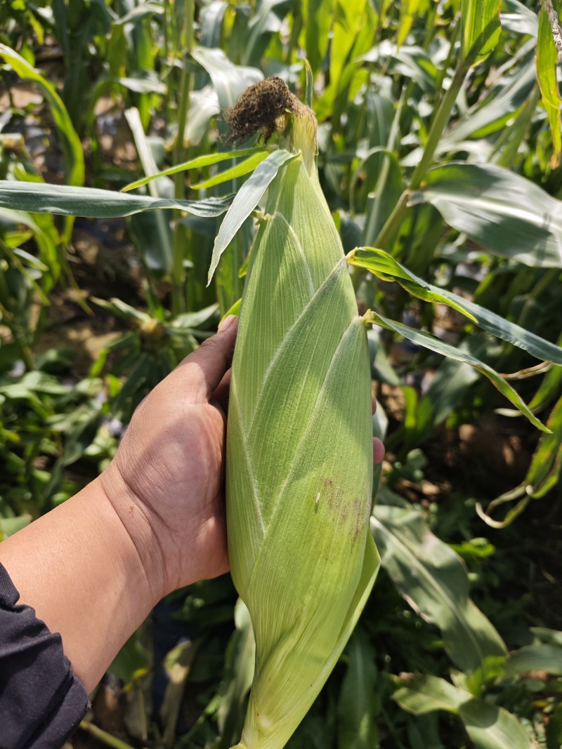 甘肃水果玉米