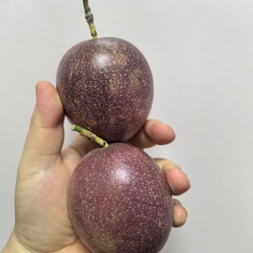钦（亲）密88号百香果，果大味美