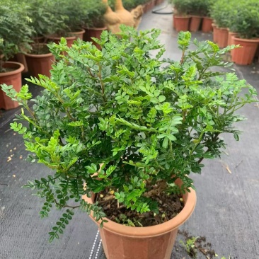 漂亮的驱蚊神器清香木