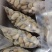 竹虫