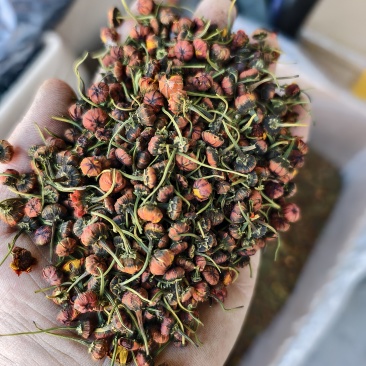 精品昆仑雪菊今年新货