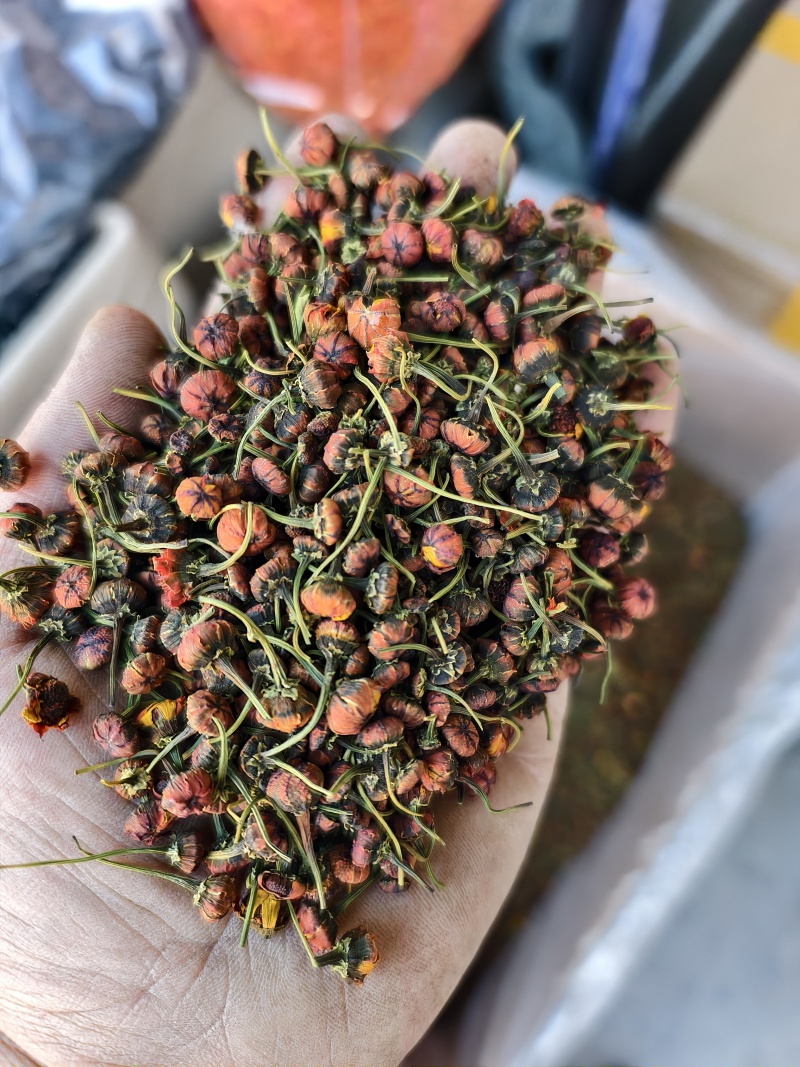 精品昆仑雪菊今年新货