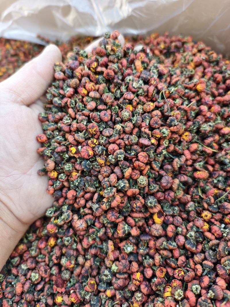 精品昆仑雪菊今年新货