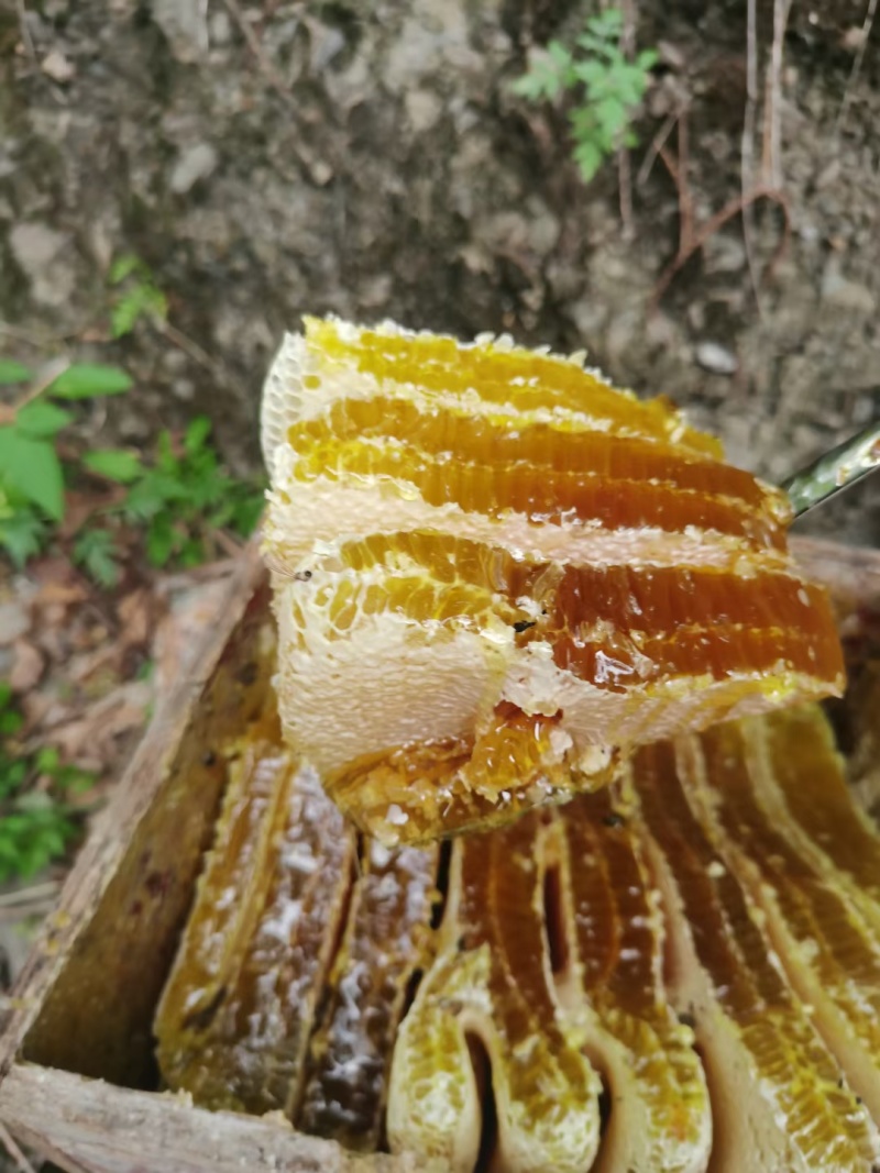 高山***土蜂蜜