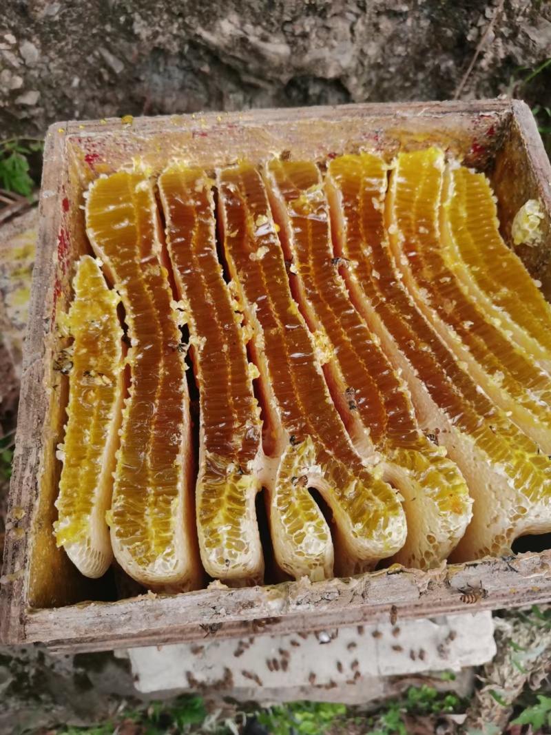 高山***土蜂蜜