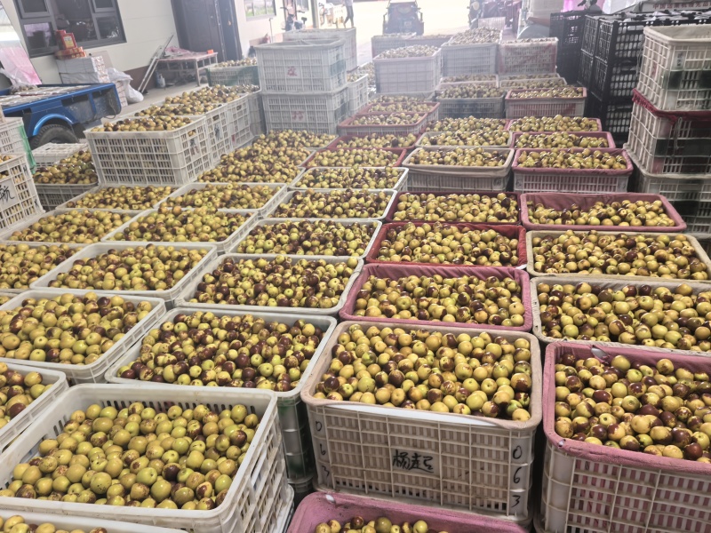 冬枣