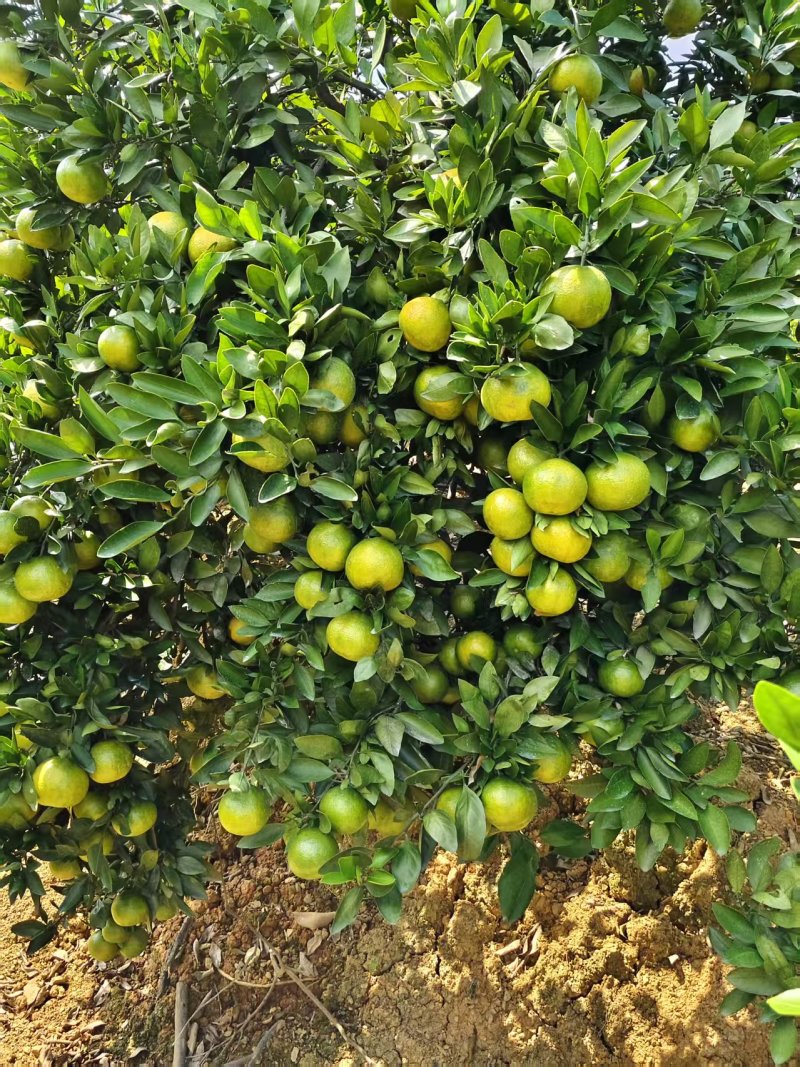 高山蜜桔