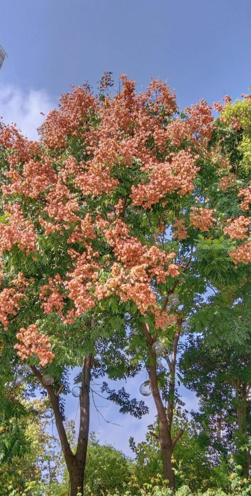 栾树规格大部分在14cm—25cm价格