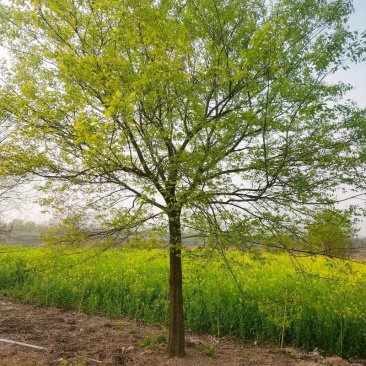 朴树，规格大部分在14cm—25cm