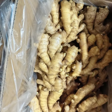 山东省临沂沂水优质小黄姜