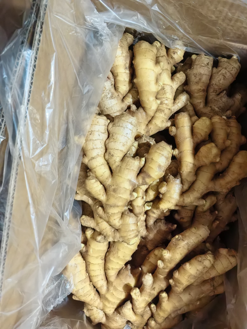 山东省临沂沂水优质小黄姜