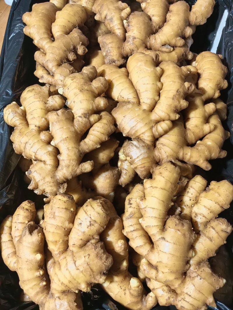 山东省临沂沂水优质小黄姜